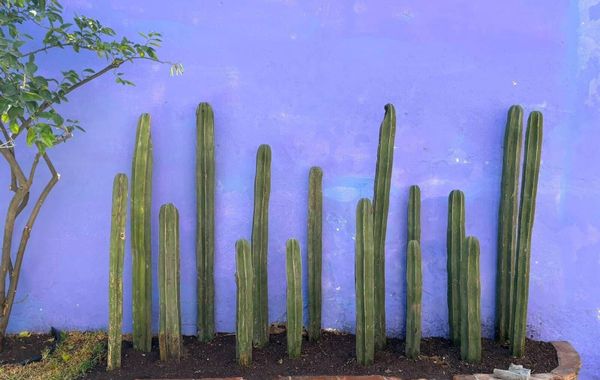 CasaLoreto Hotel Boutique - Hoteles pet friendly en San Miguel de Allende, Guanajuato