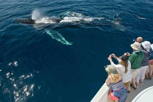 Actividad - Avistamiento de ballenas en Puerto Vallarta