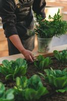 Alojamiento - Casa Olivea