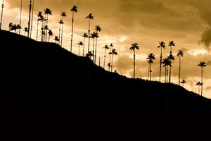 Actividad - Paseo a Valle del Cocora y Salento