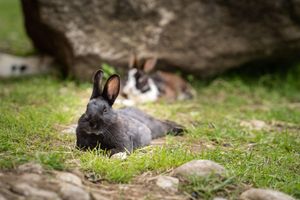 Alojamiento - Feriengut Unterhochstätt