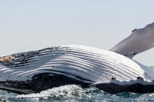 Actividad - Avistamiento de ballenas en el Parque Nacional Machalilla