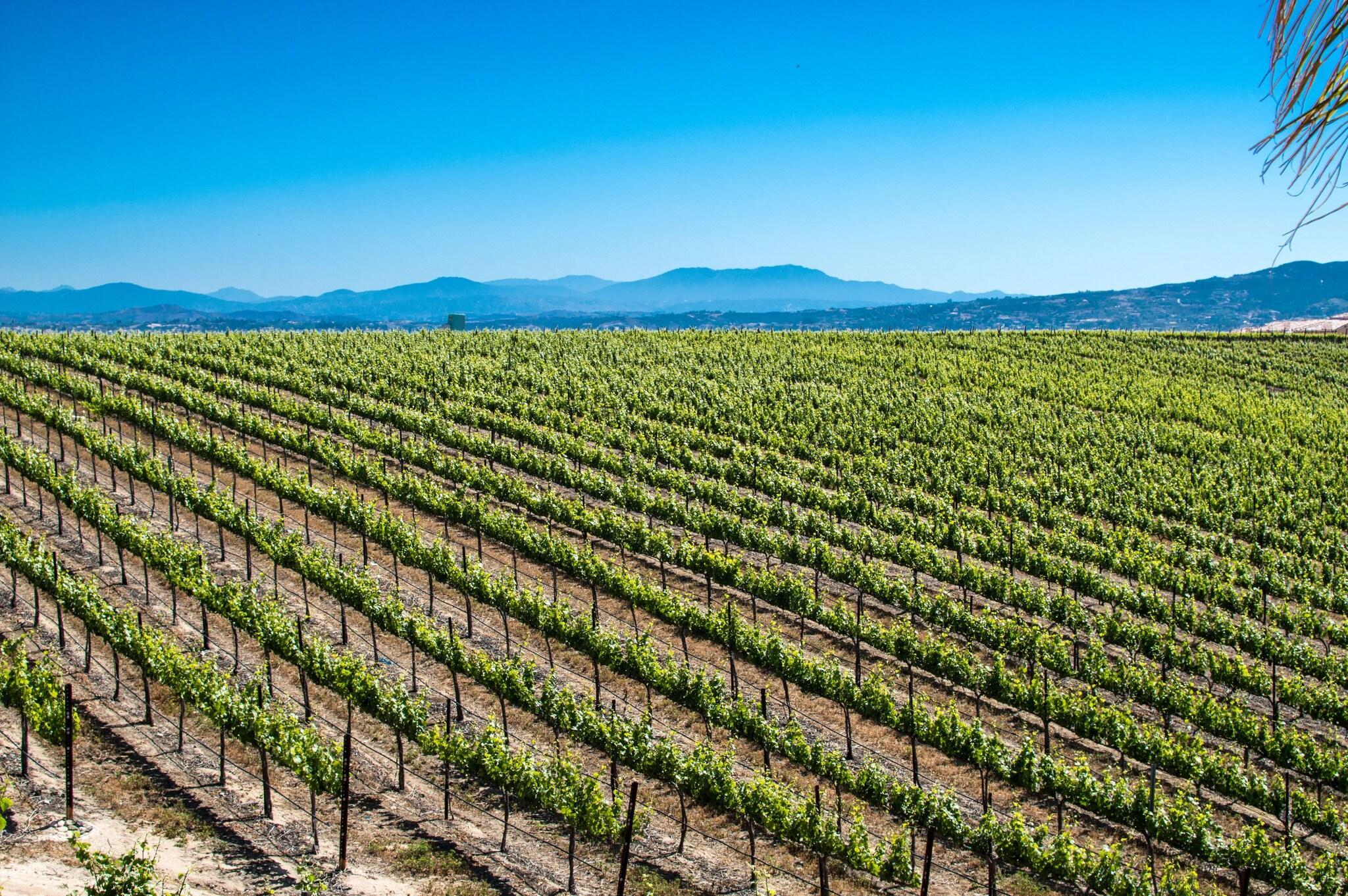 Vista Exterior Carter Estate Winery And Resort