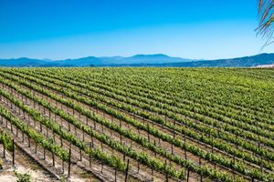 Alojamiento - Carter Estate Winery And Resort