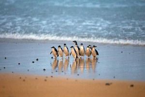 Actividad - Descubra Phillip Island - Excursión de día completo
