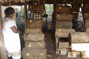 Actividad - Edzá, Hochob and Meliponary: Ancient Magic, Living Legend - Full-Day Tour